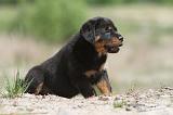 ROTTWEILER 259